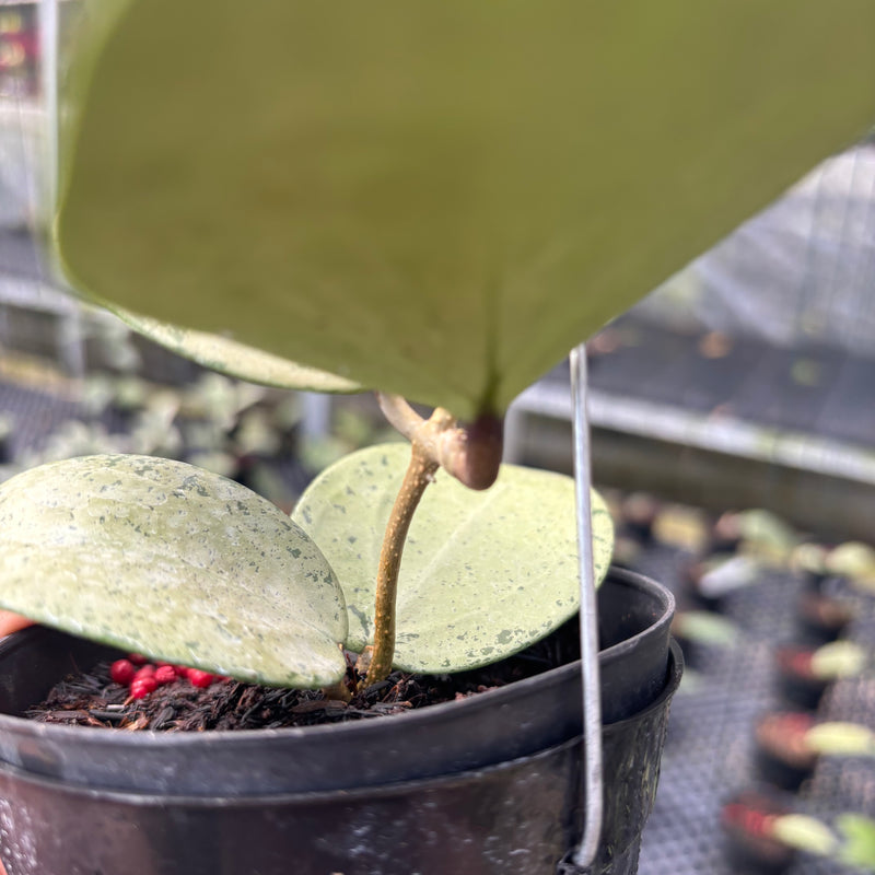 FS37-3 Hoya Parasitica Silver Heart