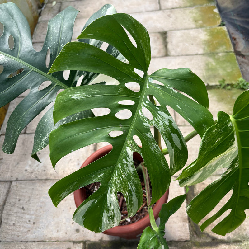 FS36-3 Monstera Albo Variegated