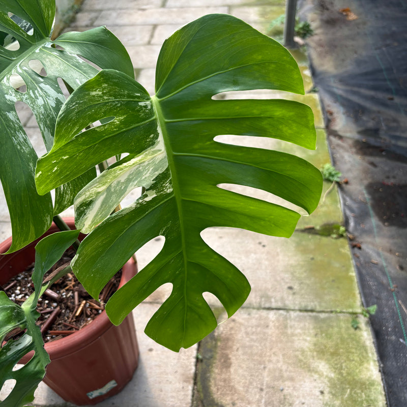 FS36-3 Monstera Albo Variegated