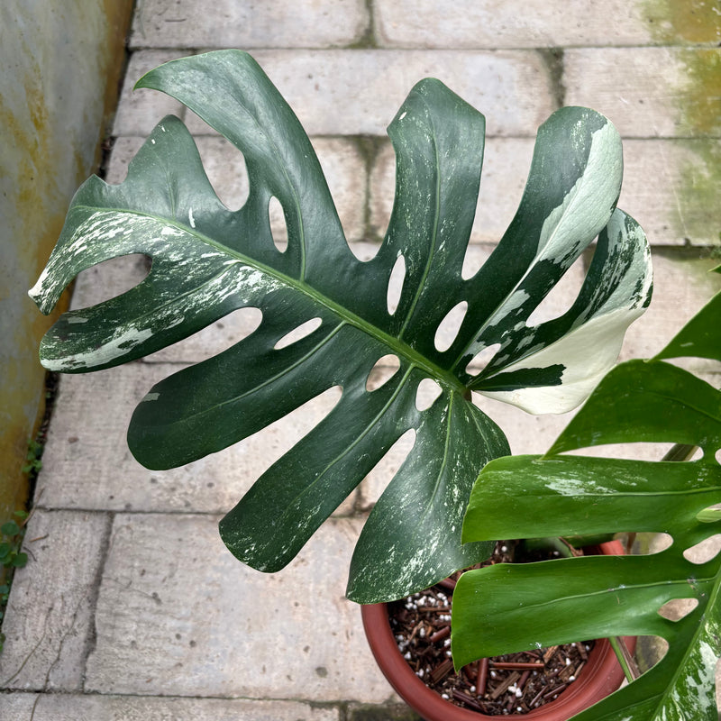 FS36-3 Monstera Albo Variegated