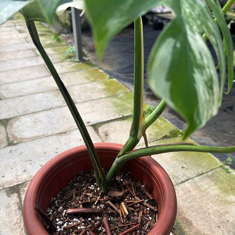 FS36-3 Monstera Albo Variegated