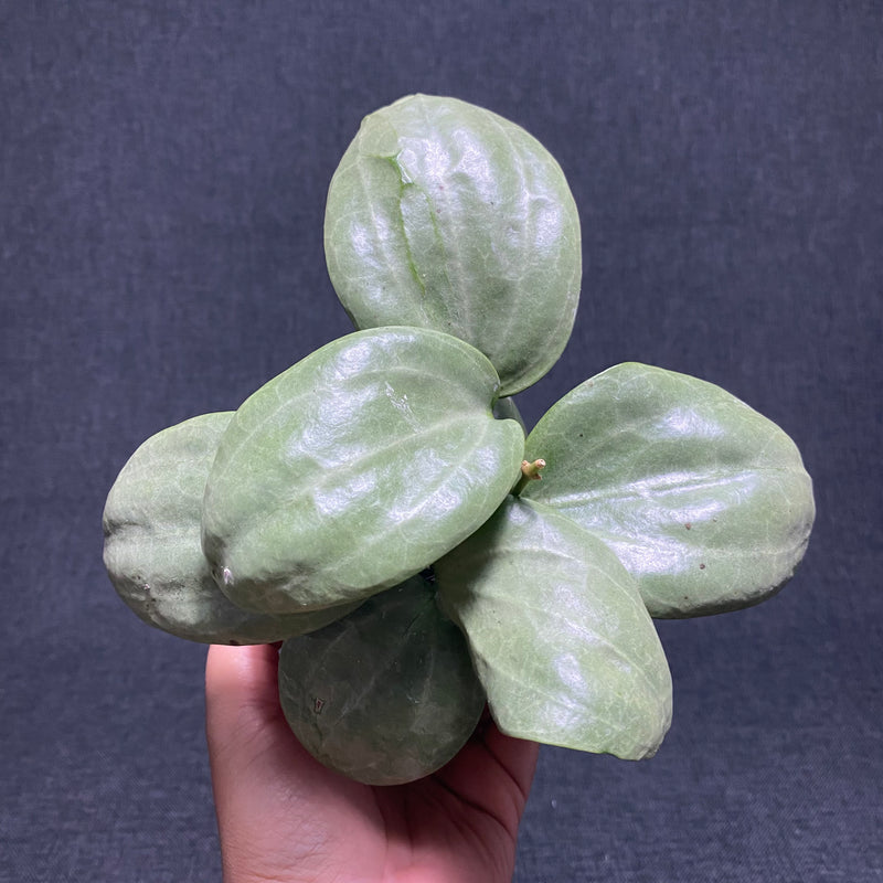 Hoya Latifolia 'Sarawak' Silver