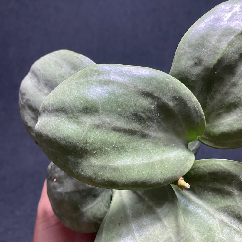Hoya Latifolia 'Sarawak' Silver