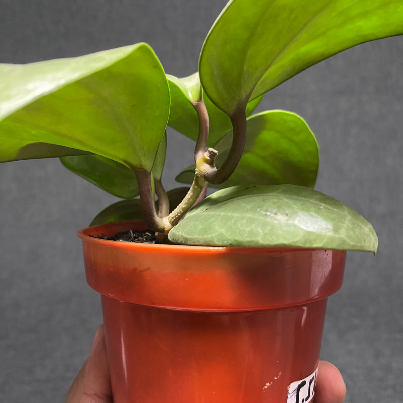 Hoya Latifolia 'Sarawak' Silver