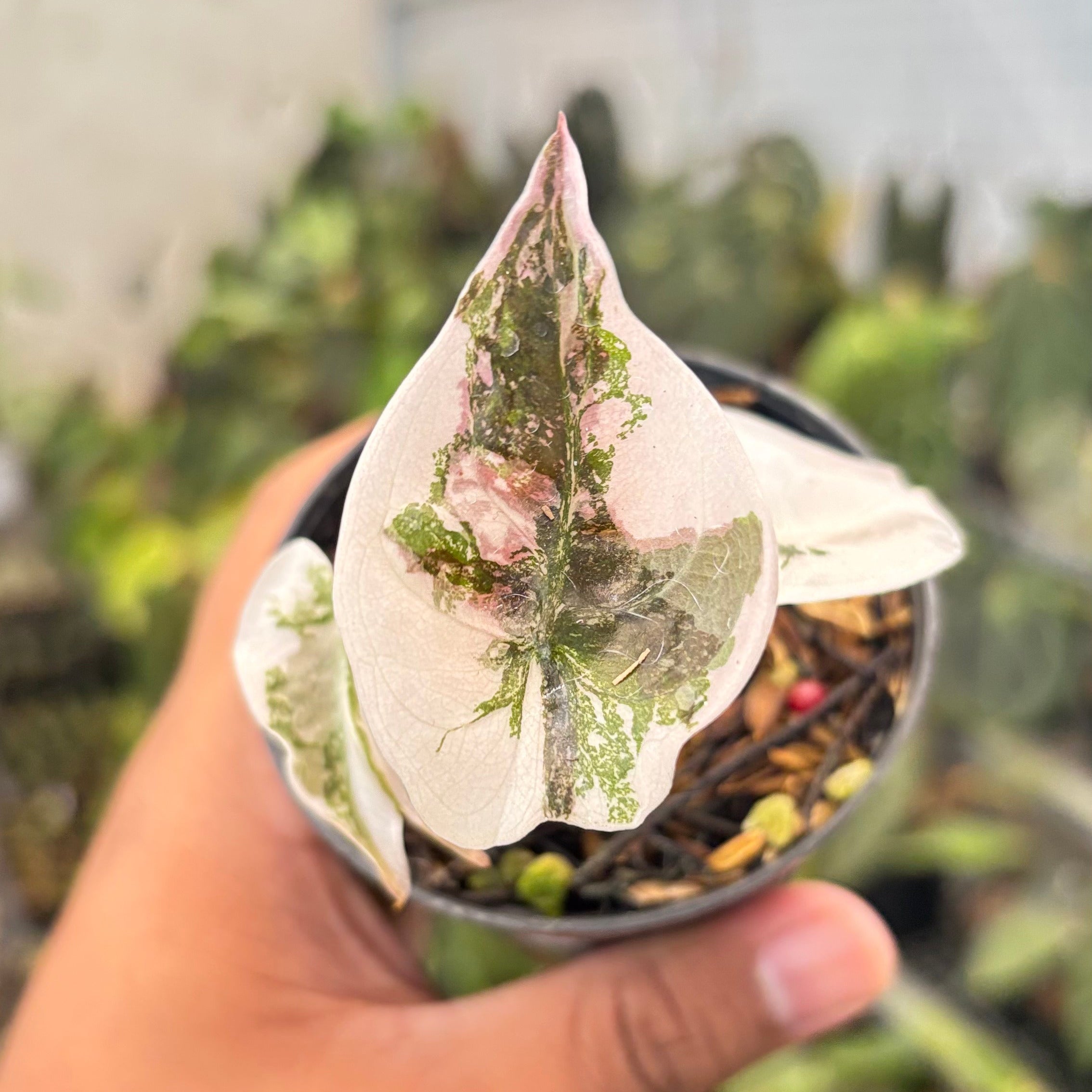 Alocasia Cuprea Pink Variegated — Aroidasia