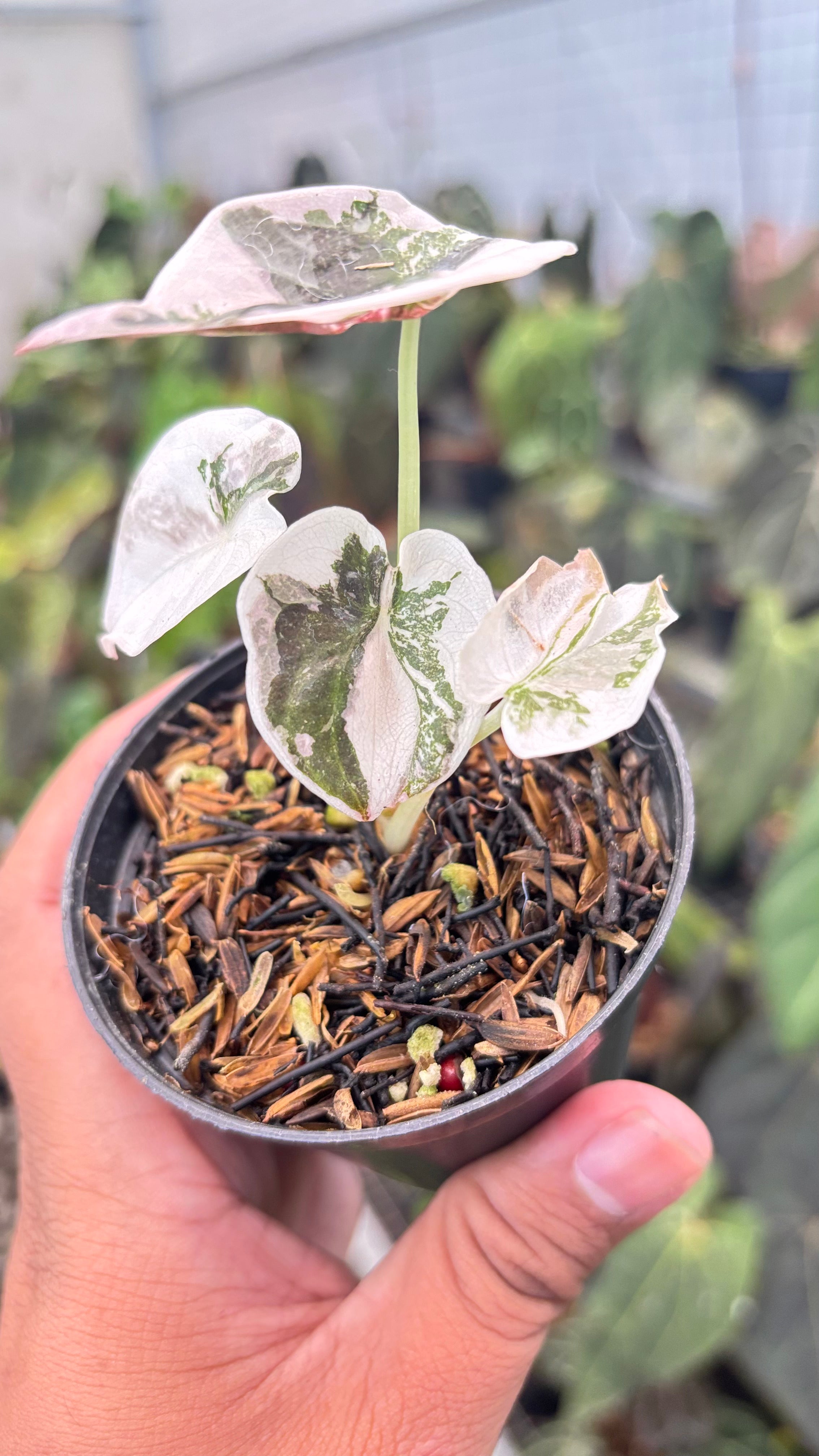 Alocasia Cuprea Pink Variegated — Aroidasia