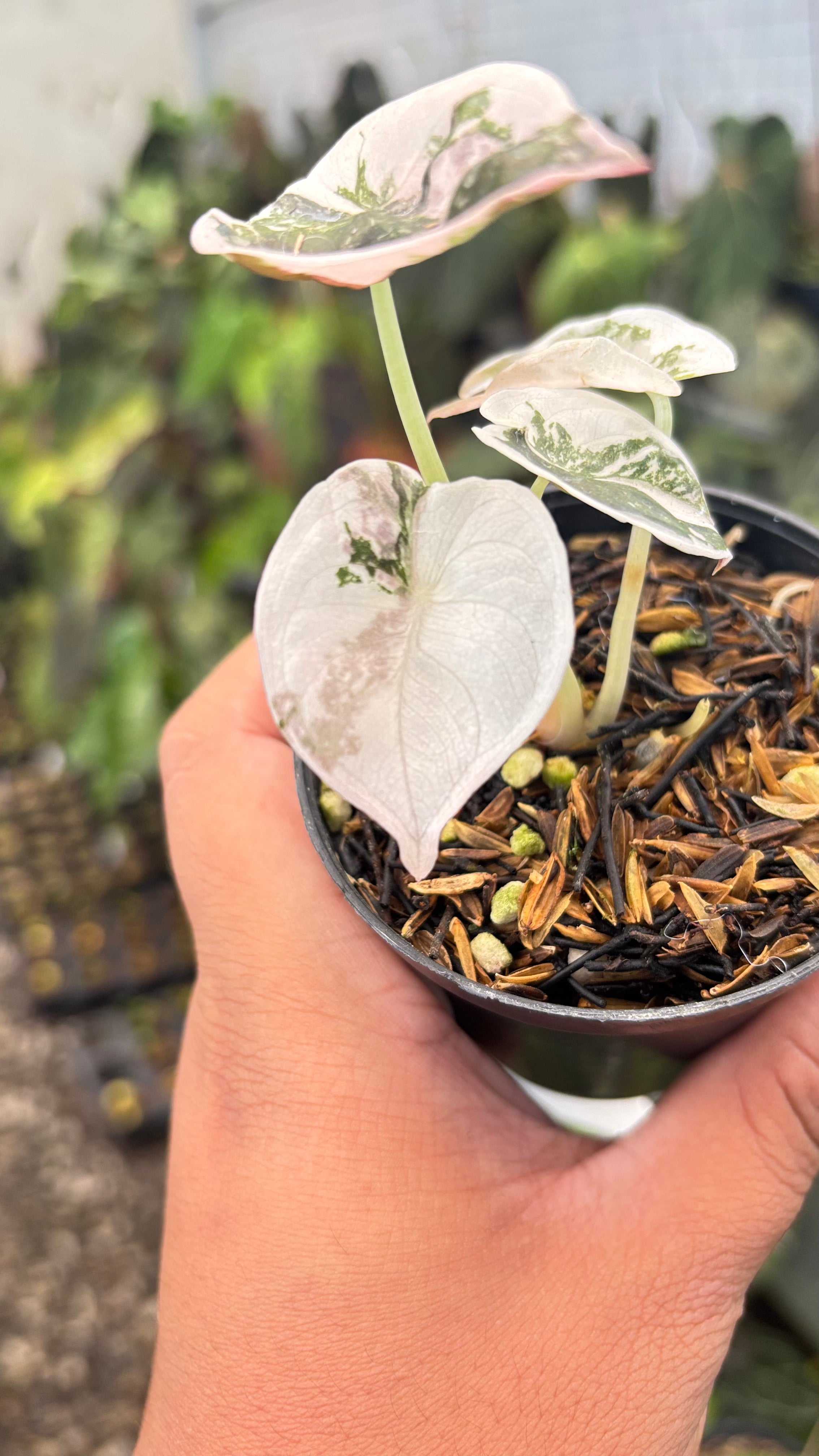Alocasia Cuprea Pink Variegated — Aroidasia