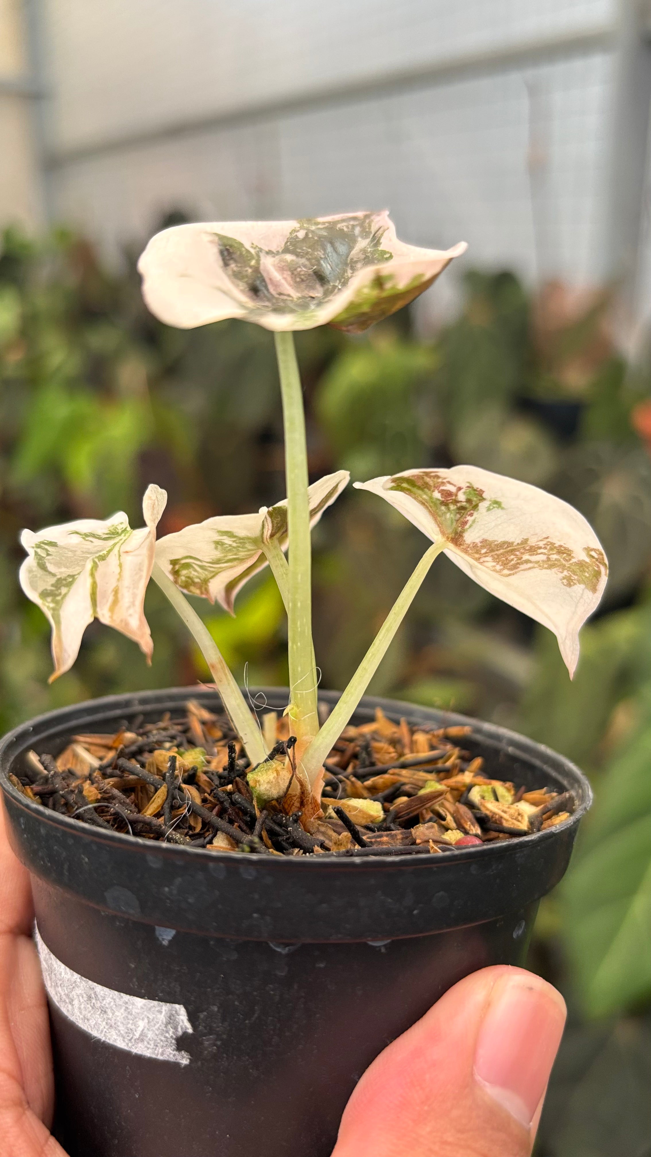 Alocasia Cuprea Pink Variegated — Aroidasia
