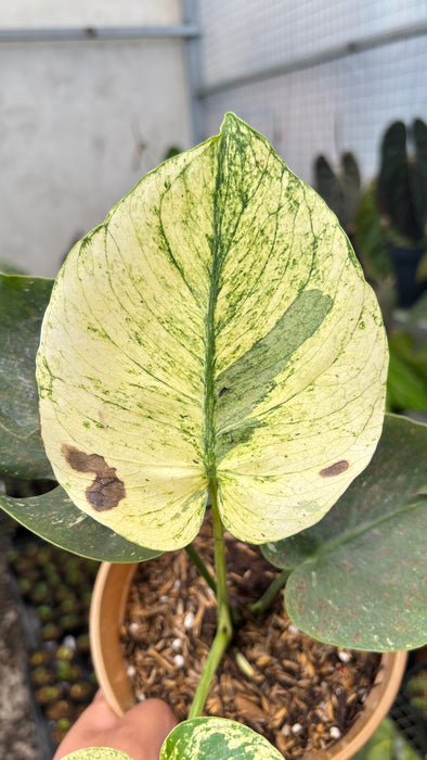 Monstera Deliciosa "Siam Mint"