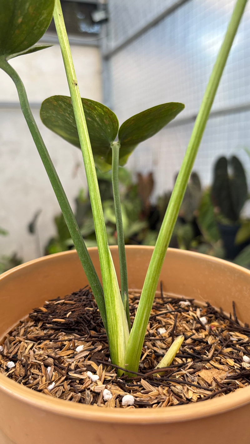 Monstera Deliciosa "Siam Mint"