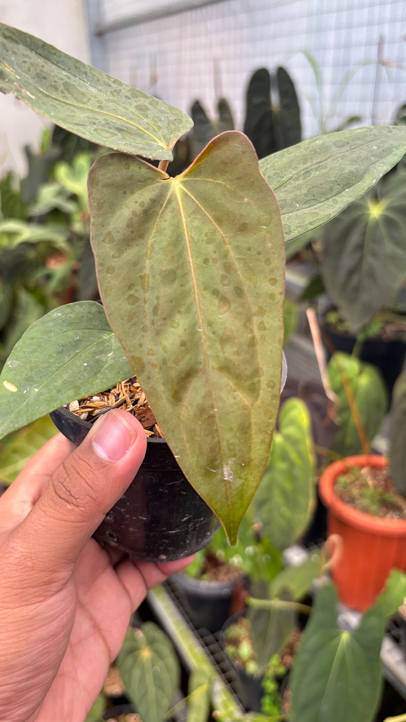 Anthurium Portillae Indo x RL
