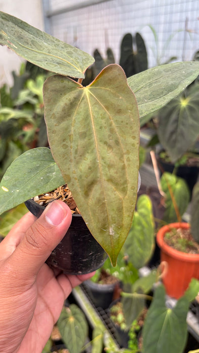 Anhturium Portilae Indo x RL