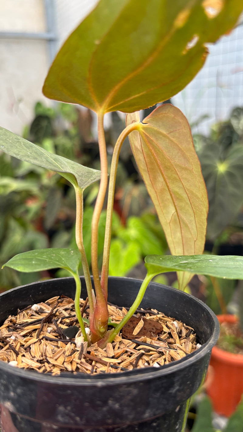 Anthurium Portillae Indo x RL