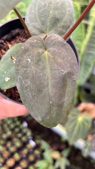 Anthurium RVDP x Black Muscle