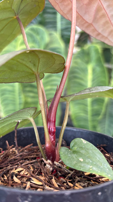 Anthurium RVDP x Black Muscle