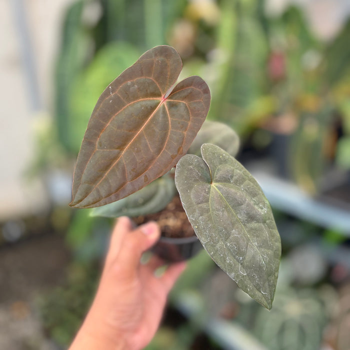 Anthurium RVDP x Black Muscle