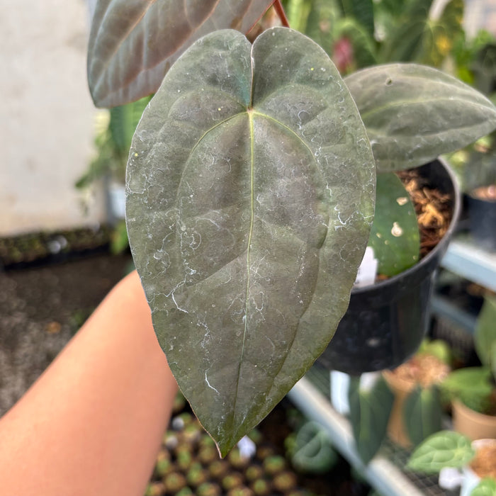 Anthurium RVDP x Black Muscle