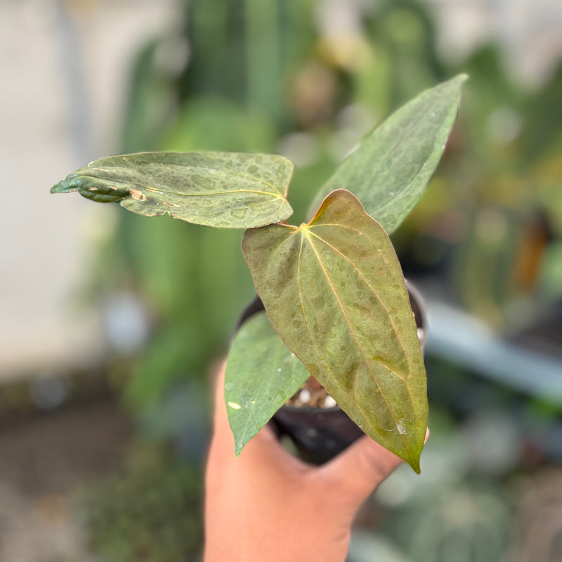 Anthurium Portillae Indo x RL