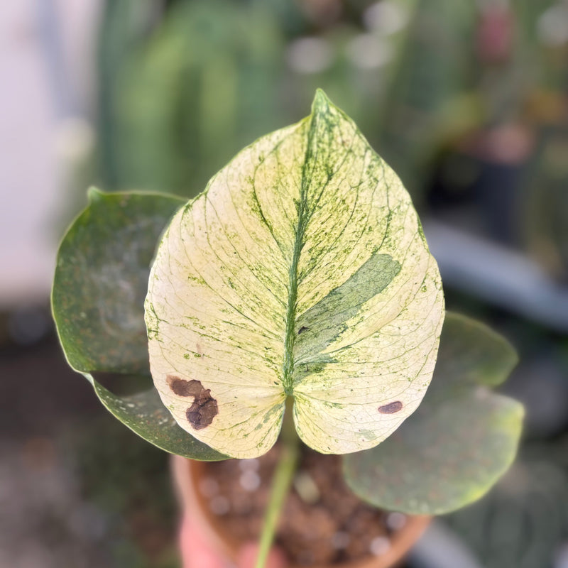 Monstera Deliciosa "Siam Mint"