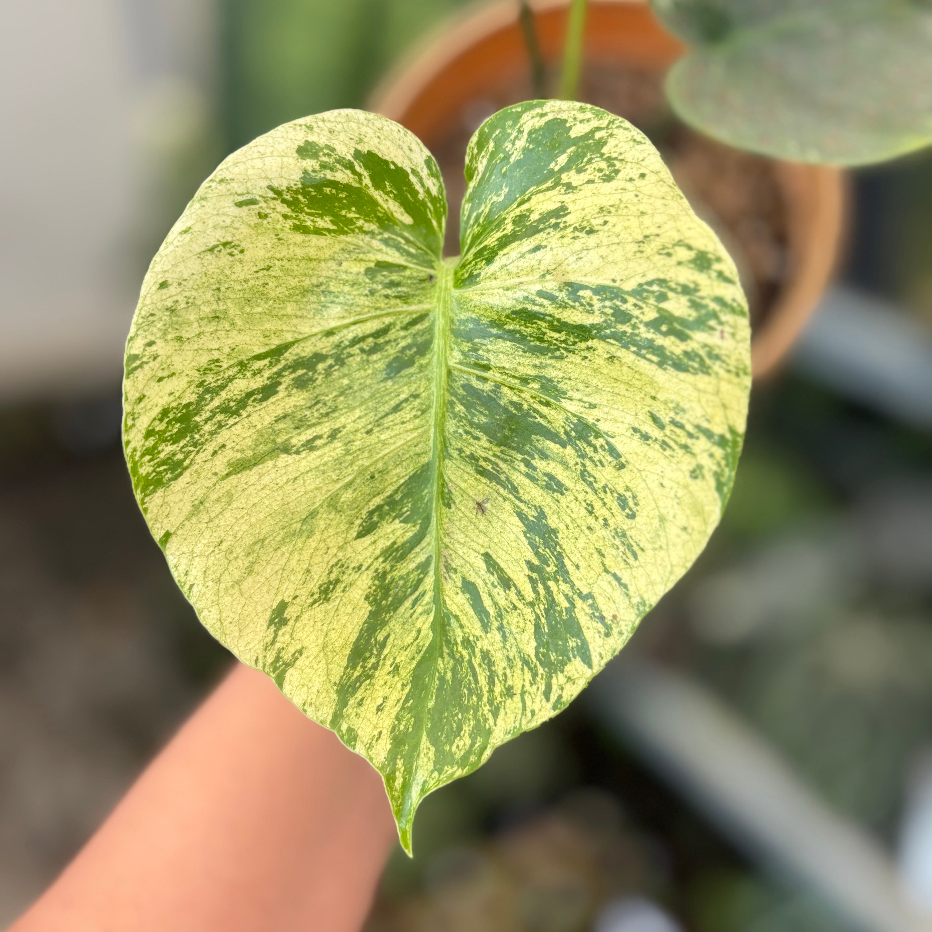 Monstera Deliciosa 