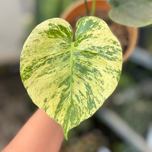 monstera thai mint Monstera Siam Mint