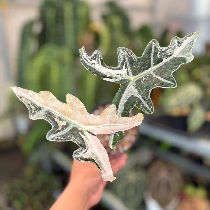 Alocasia Nobilis Variegated
