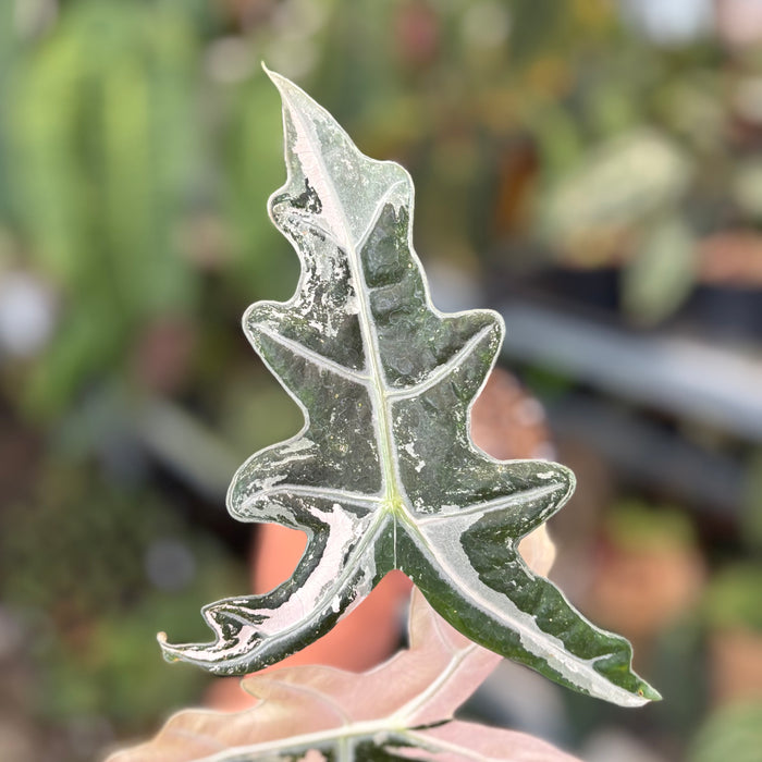 Alocasia Nobilis Variegated