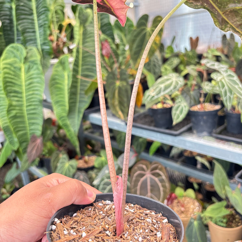 Alocasia Nobilis Variegated