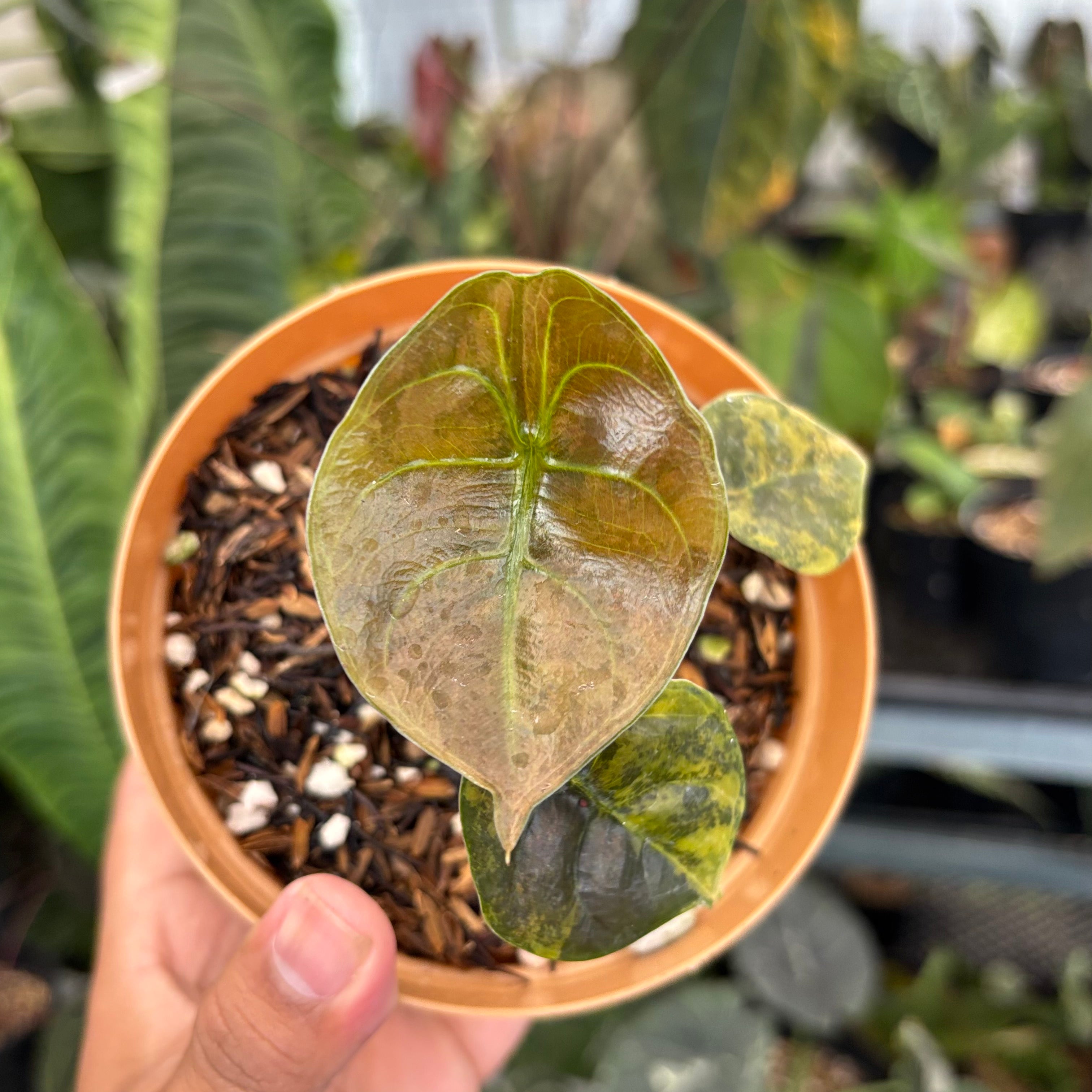 Alocasia Cuprea Latte — Aroidasia