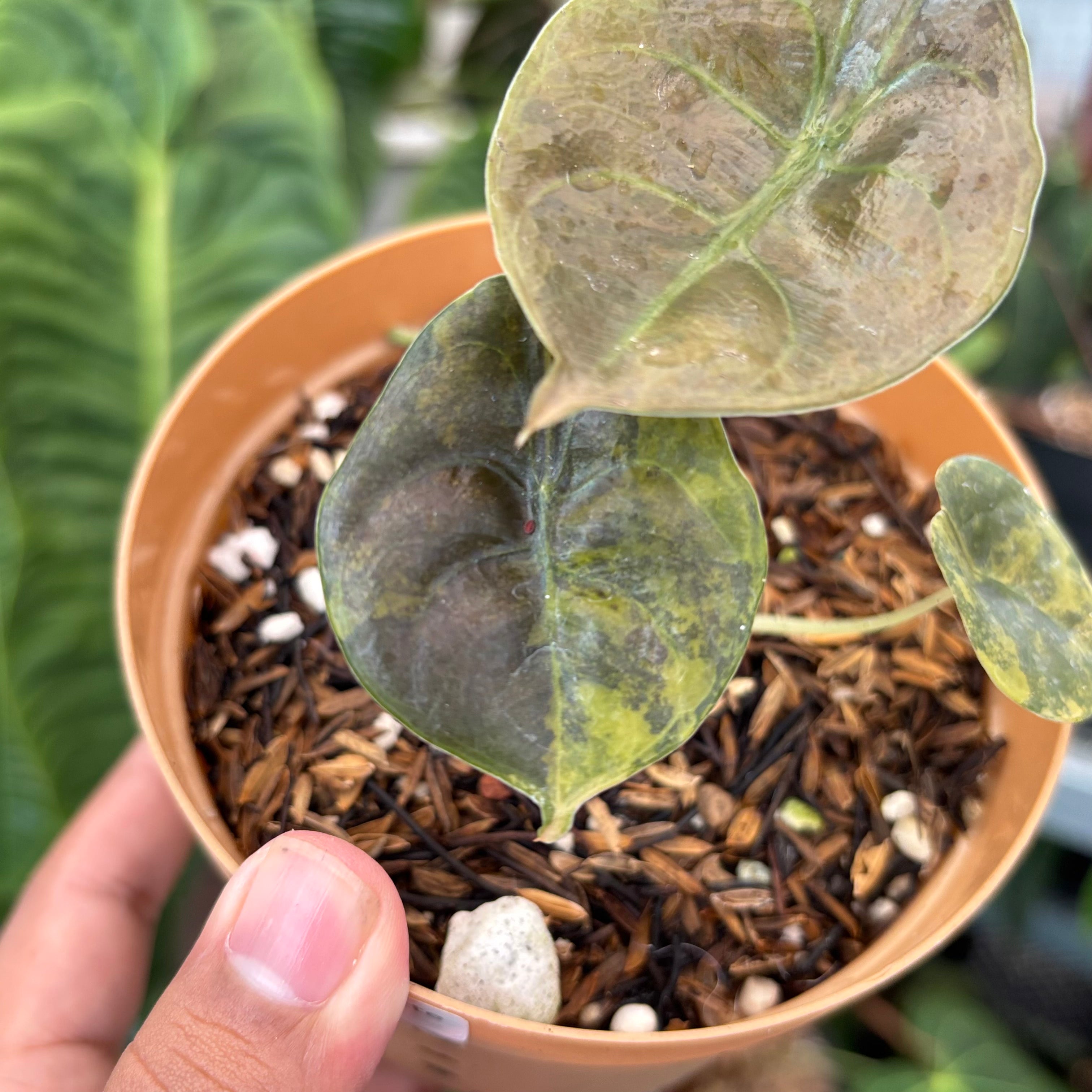 Alocasia Cuprea Latte — Aroidasia