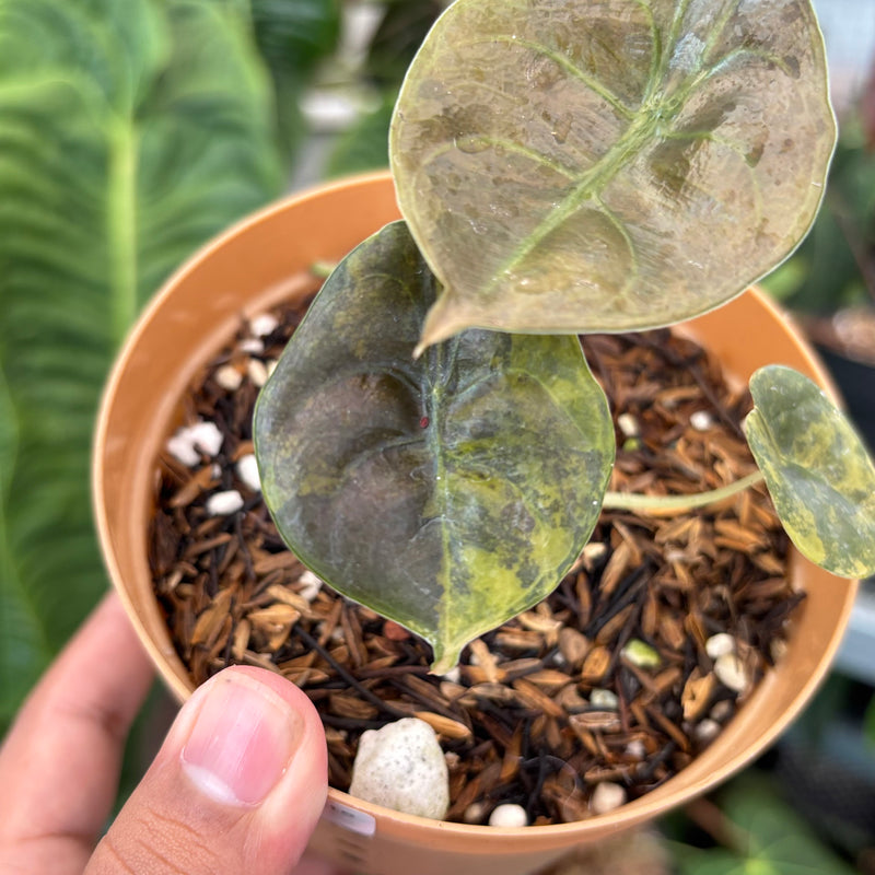 Alocasia Cuprea Latte