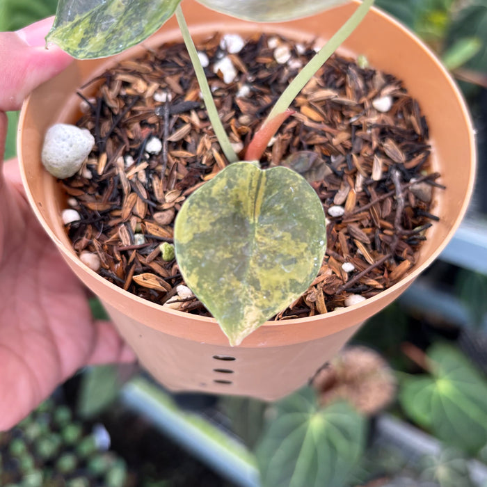 Alocasia Cuprea Latte