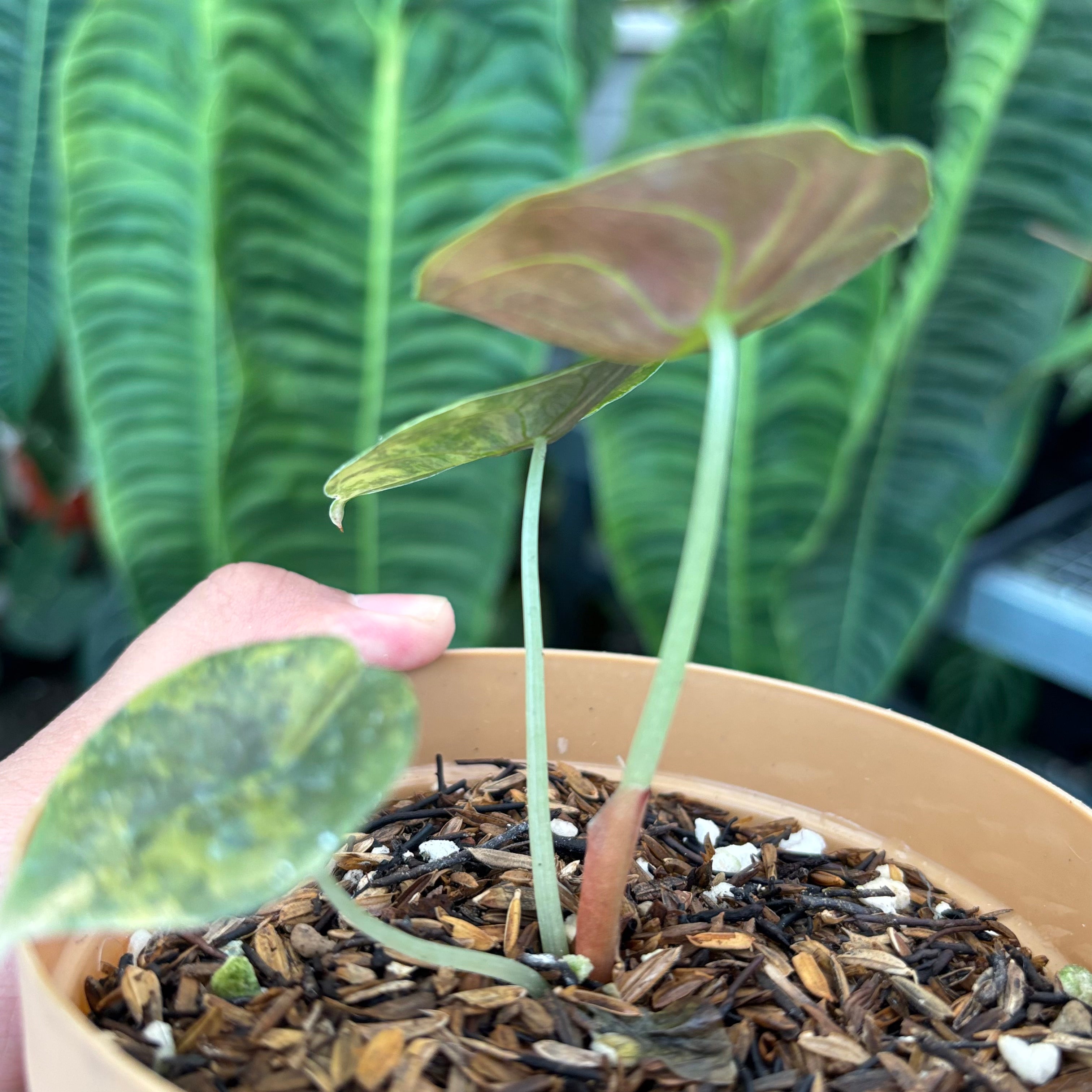 Alocasia Cuprea Latte — Aroidasia