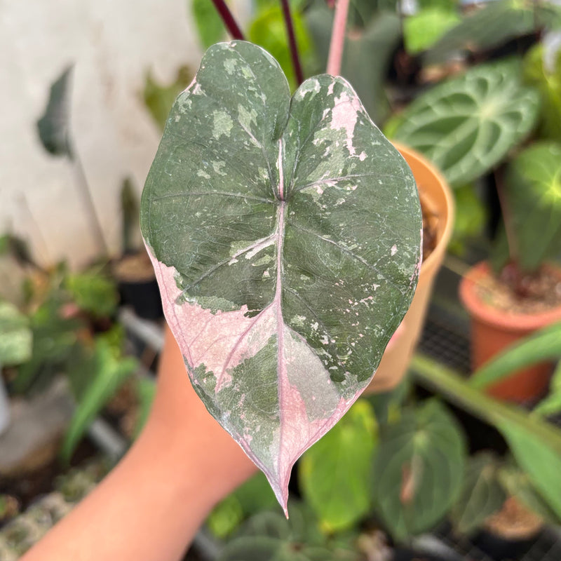 Alocasia Yucatan Princess