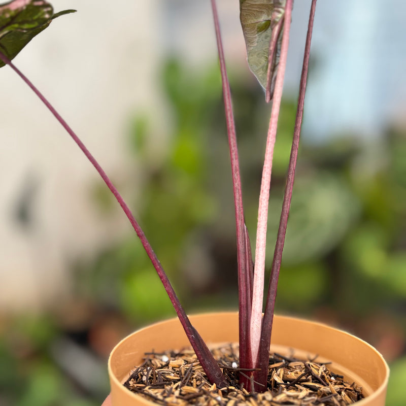 Alocasia Yucatan Princess