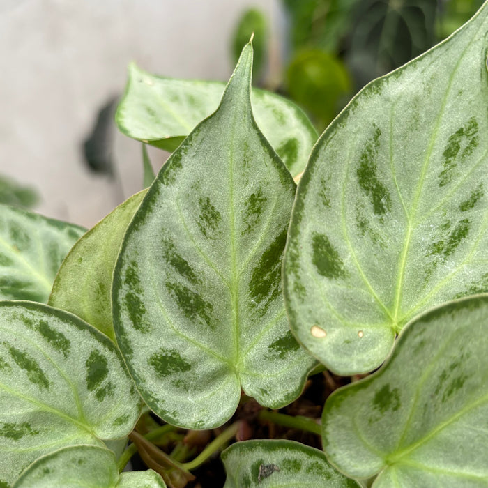 Anthurim Silver minion