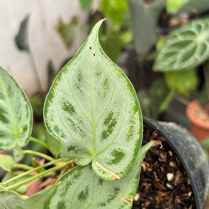 Anthurim Silver minion