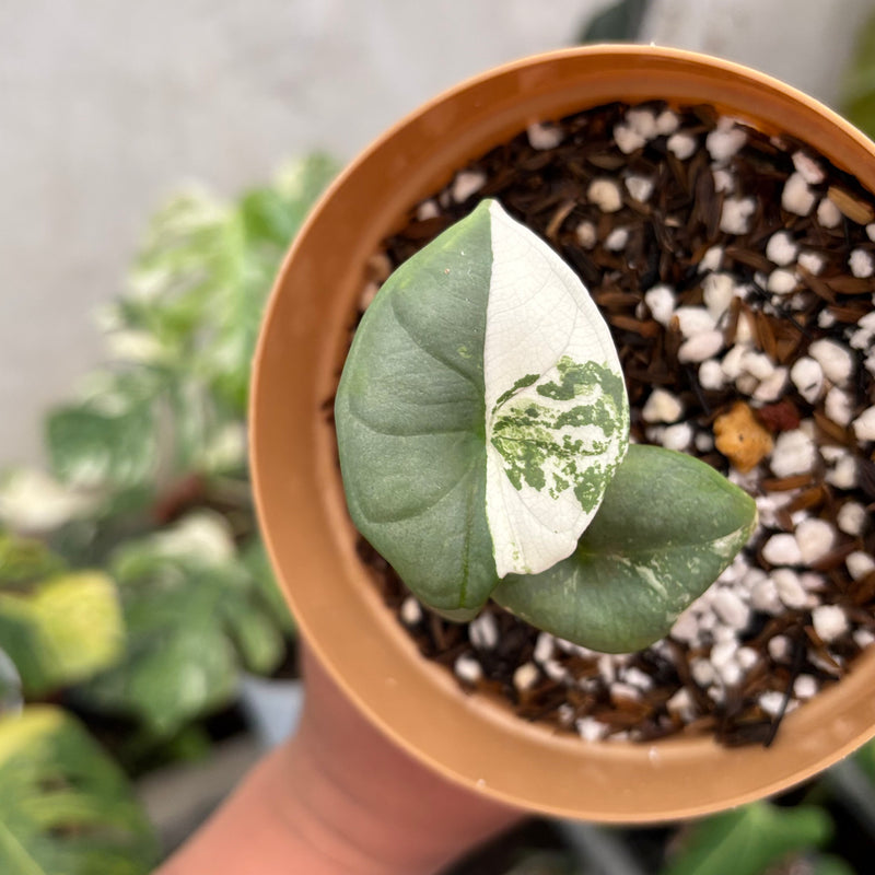 Alocasia Nebula Albo