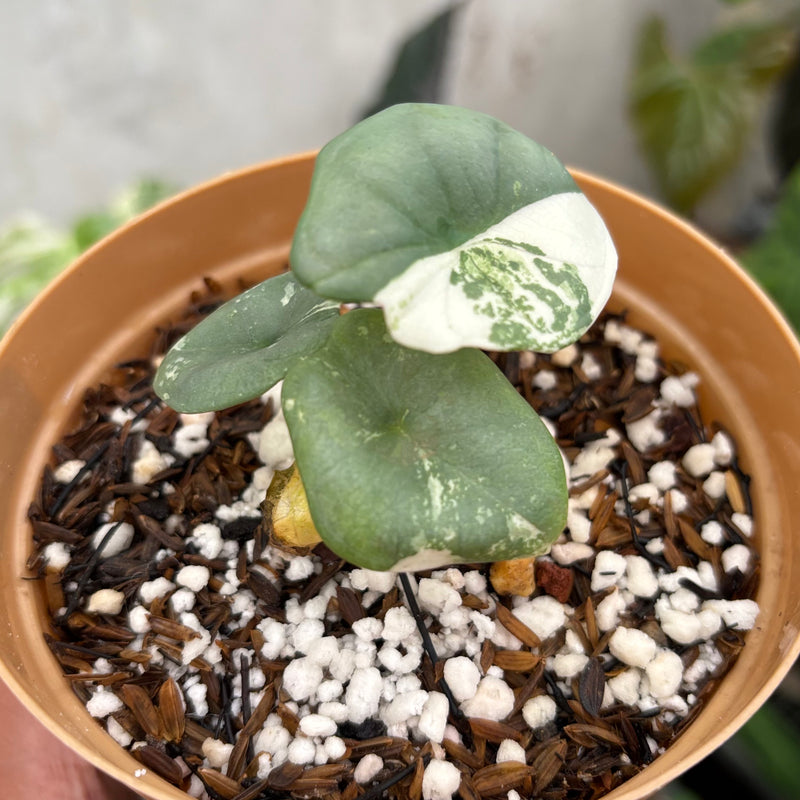 Alocasia Nebula Albo