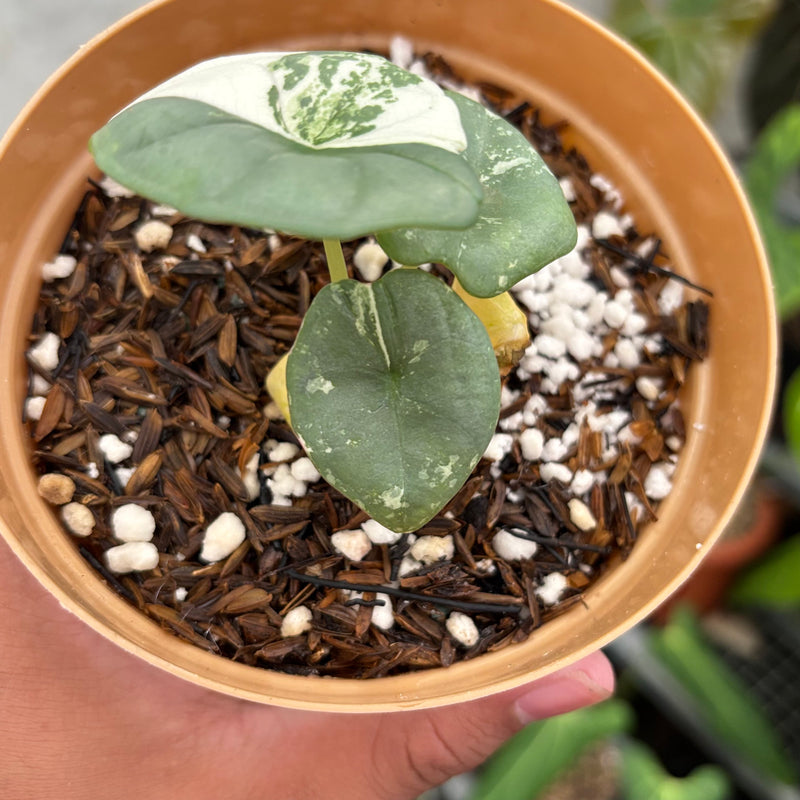 Alocasia Nebula Albo
