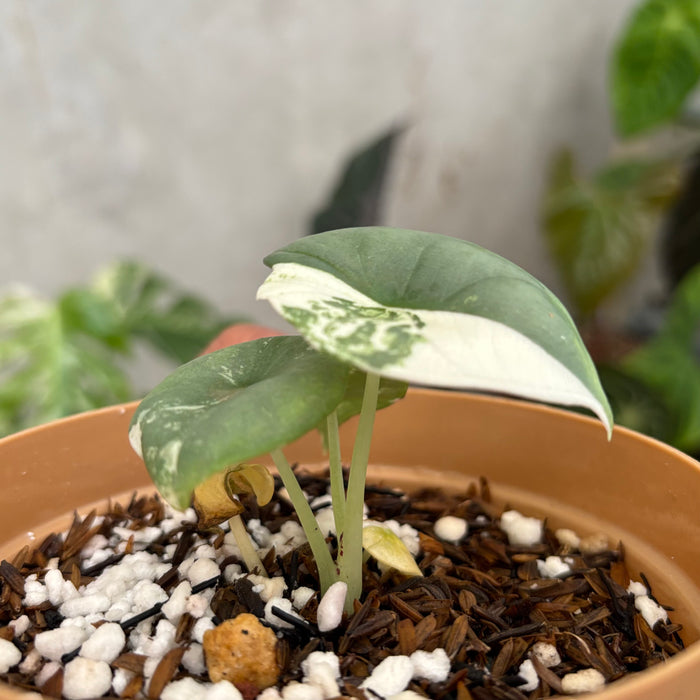 Alocasia Nebula Albo