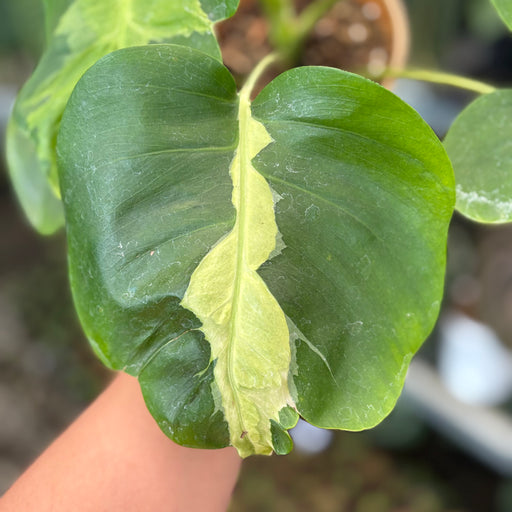 monstera deliciosa white lava Monstera White Lava — Aroidasia