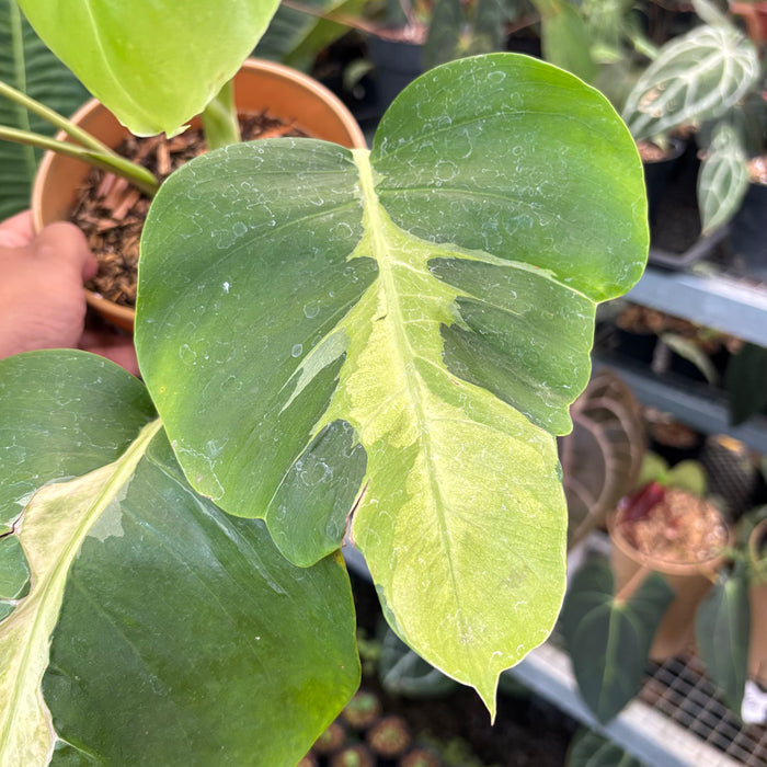 Monstera White Lava