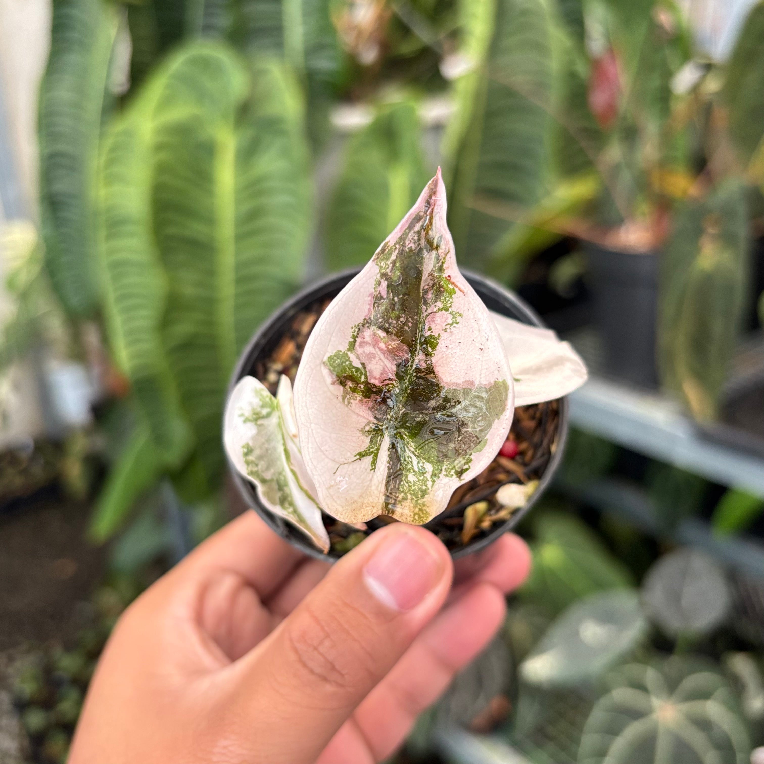 I*s様 Cuprea Pink Var Alocasia Cuprea Super Pink Variegated TC (1 pack) ($325) from