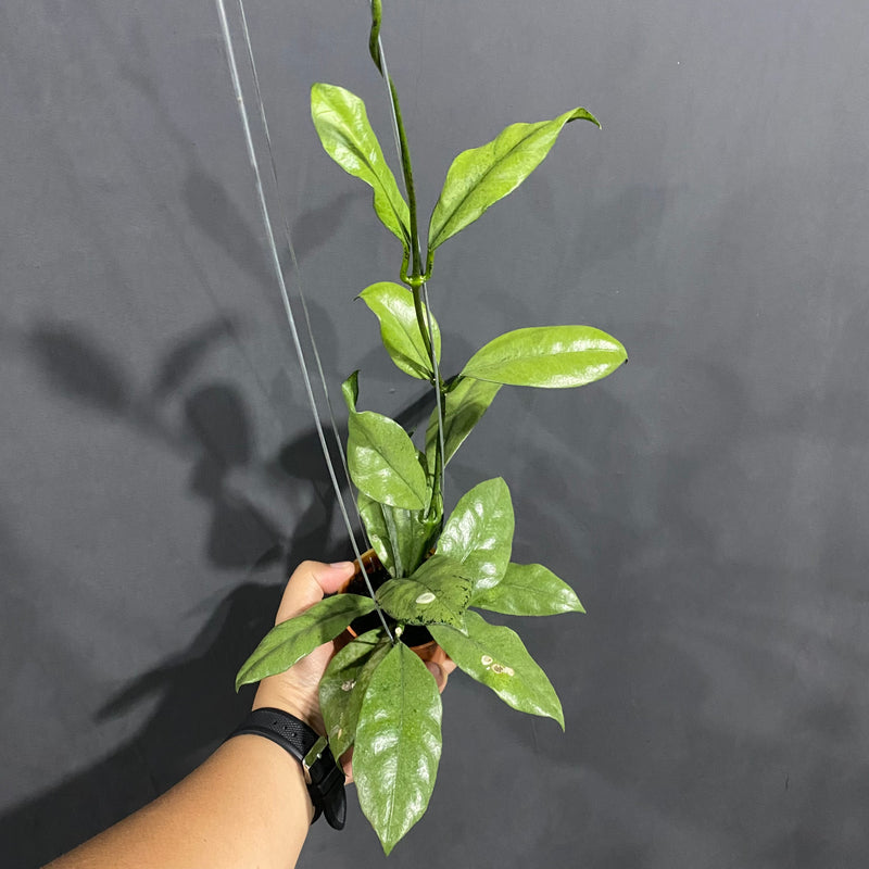 Hoya Grifithii Silver