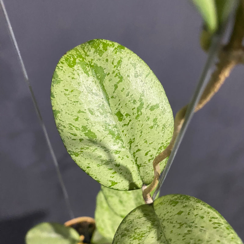 Hoya Meena Silver