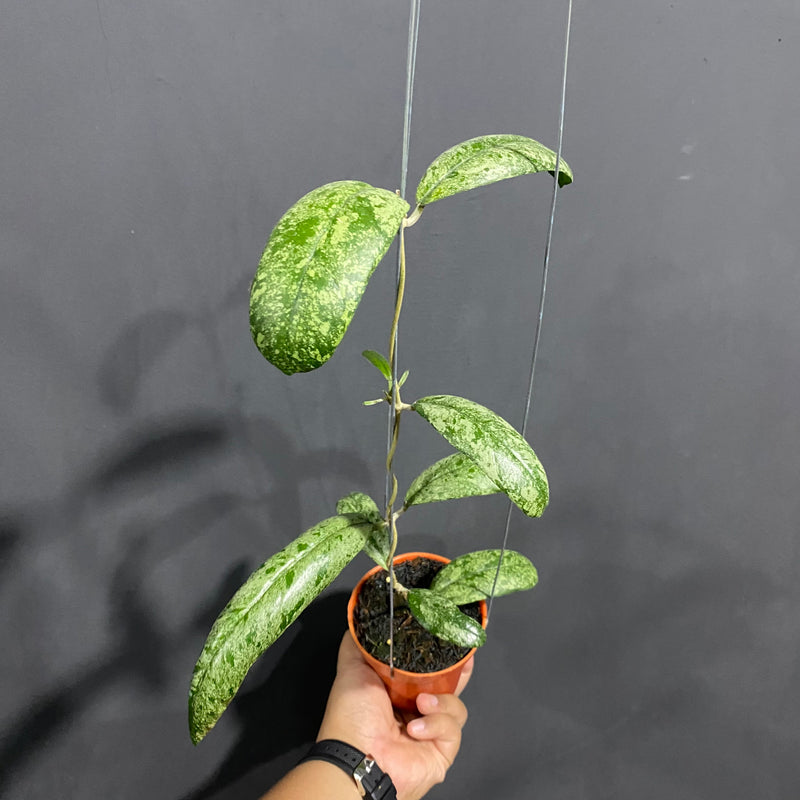 Hoya Aztec Gems Silver