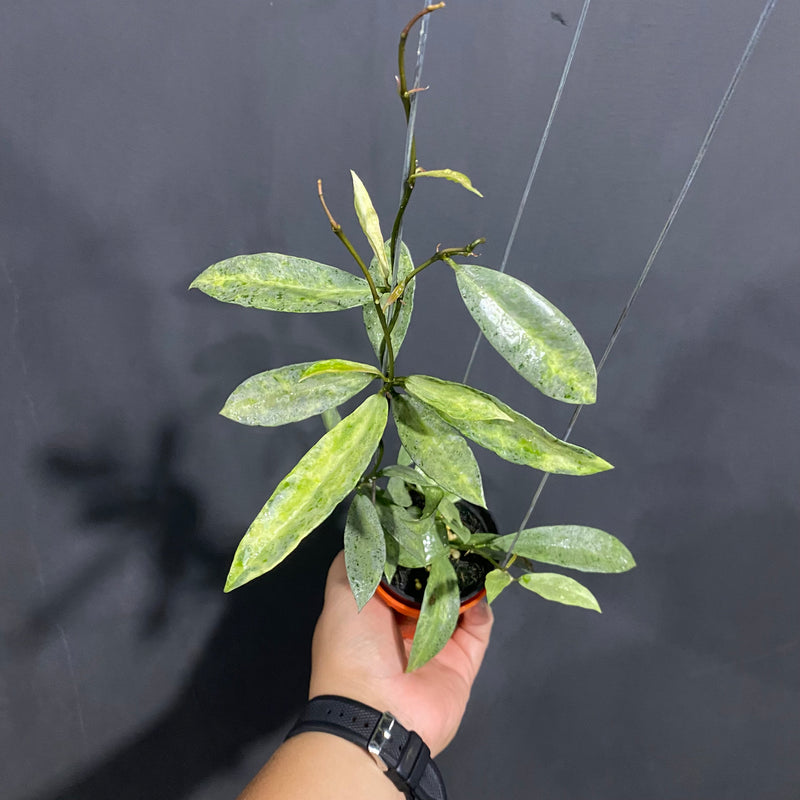 Hoya Lacunosa Winter Pandora