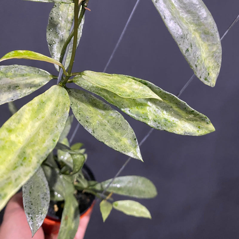 Hoya Lacunosa Winter Pandora