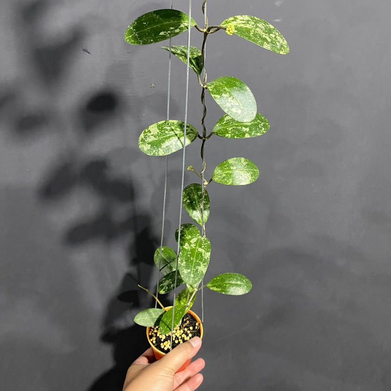 Hoya Elliptica Splash